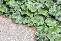 Cây dại người Việt “thờ ơ”, nước ngoài hái về bán thu hàng trăm nghìn/kg