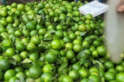 Bão Ragasa vào đất liền: Chi 5.000 đồng, người đi chợ chỉ nhận về 2 quả chanh