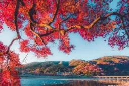 Du lịch - Mùa lá đổi màu ở Nhật Bản, lên lịch ngay để chiêm ngưỡng cảnh sắc thu