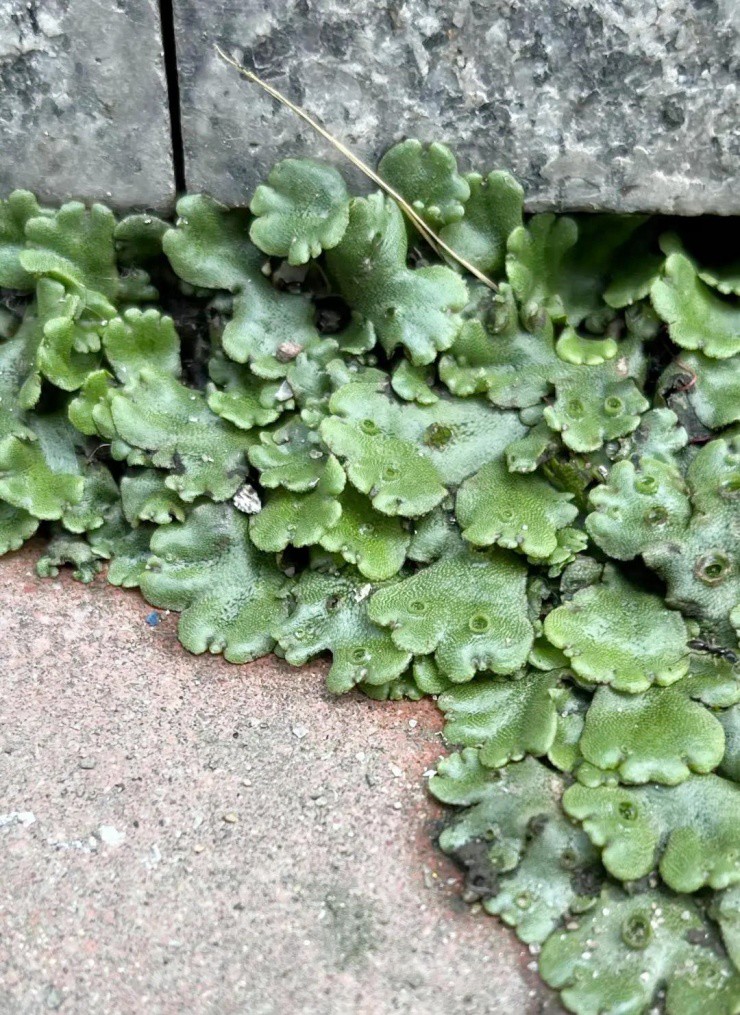 Cây dại người Việt “thờ ơ”, nước ngoài hái về bán thu hàng trăm nghìn/kg - 2