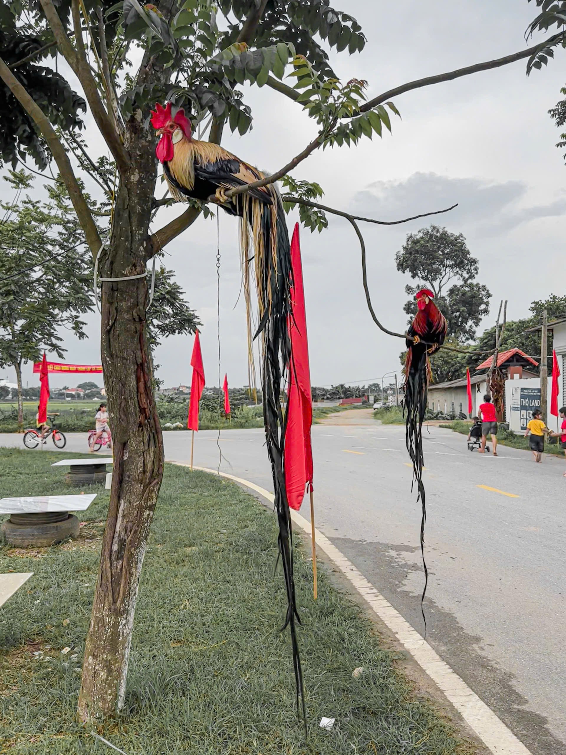Trong đàn gà của anh Đại, con Onagadori có lông đuôi dài nhất đạt gần 1,8m. Để gà sở hữu bộ lông đuôi ấn tượng, anh tốn khoảng hơn 2 năm chăm sóc