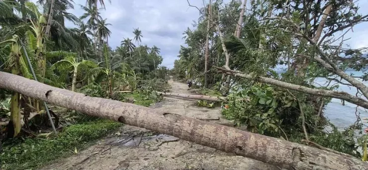 Cây đổ trên đảo Samar hôm 26-9 sau khi bão Bualoi đổ bộ vào hòn đảo này. Ảnh: RAPPLER/Provincial DRRM Office Northern Samar