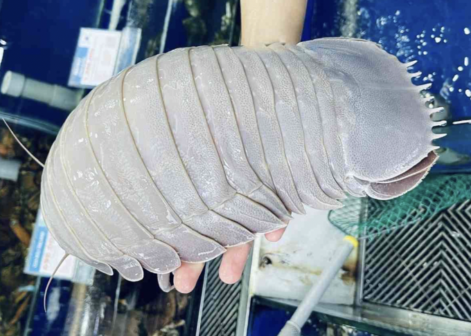 Bọ biển nặng trên 1 kg tại cửa hàng hải sản trên đường Lý Tự Trọng, TP HCM. Ảnh: Trần Trường