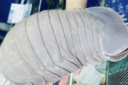 Thị trường - Tiêu dùng - Bọ biển vượt giá tôm hùm, thành hải sản xa xỉ