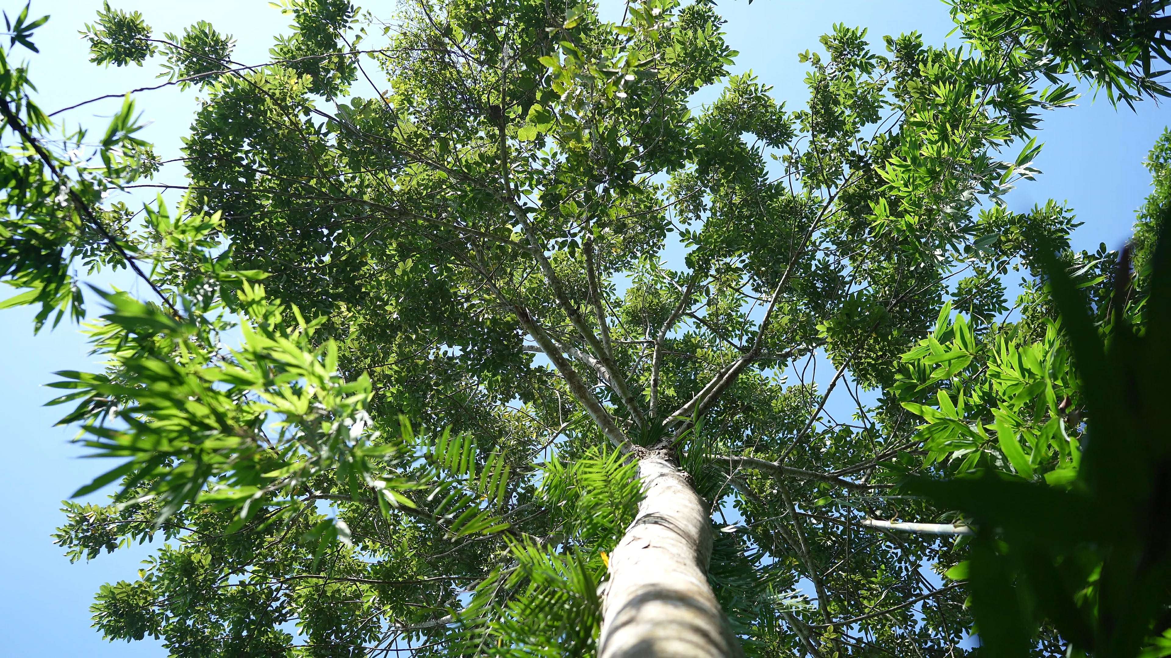 Vào tuần trước, khi đi rừng kiếm các loại cây thuốc và mật ong rừng để bán, chị Lê Thị Thuỷ (SN 2002) trú tại thôn Thanh Tân, xã Hoá Quỳ, tỉnh Thanh Hoá đã phát hiện một cây trám đen cổ thụ. Giữa khoảng rừng xanh, cây trám đen sừng sững mọc thẳng đứng, chi chít những quả chín đen sì. (Ảnh: Lê Thị Thuỷ)