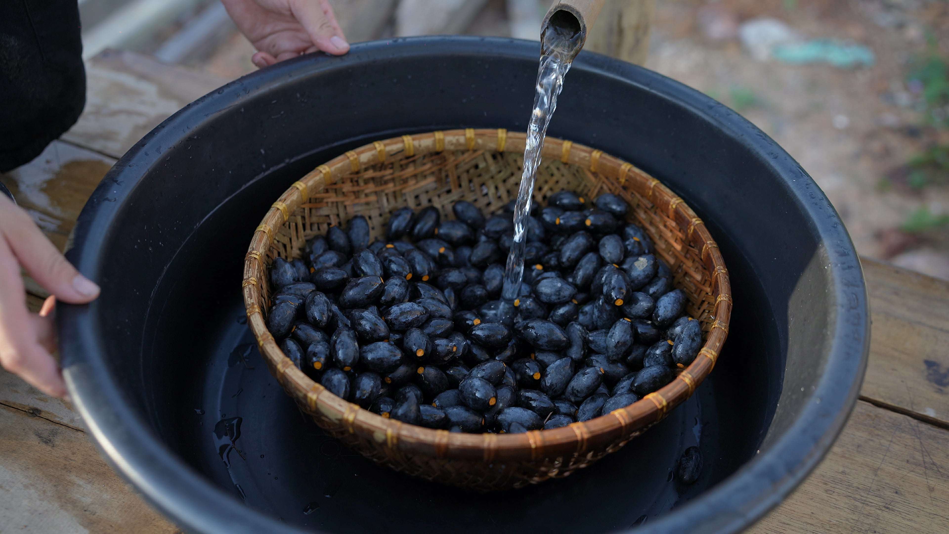 Quả trám đen sau khi hái về, được chị Thuỷ rửa sạch dưới dòng nước suối mát lành rồi mang đi ỏm. (Ảnh: Lê Thị Thuỷ)