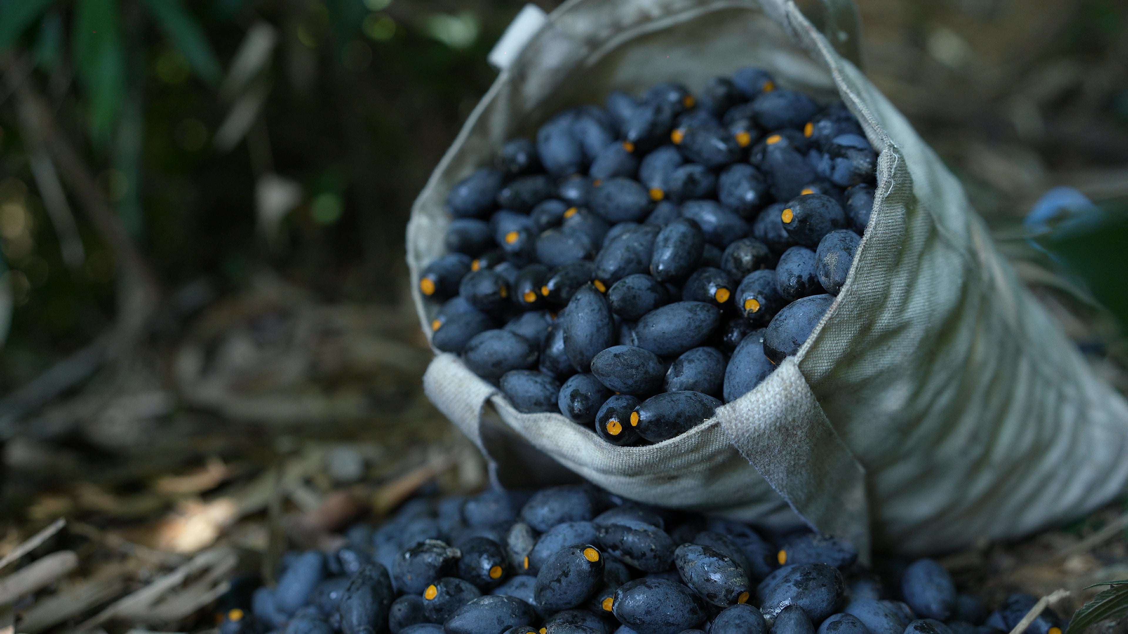 Gần 32kg trám đen được chị Thuỷ hái từ rừng về đã được mọi người đặt mua hết với giá 140 nghìn đồng/kg quả tươi và 240 nghìn đồng/lọ trám đã ỏm sẵn.(Ảnh: Lê Thị Thuỷ)