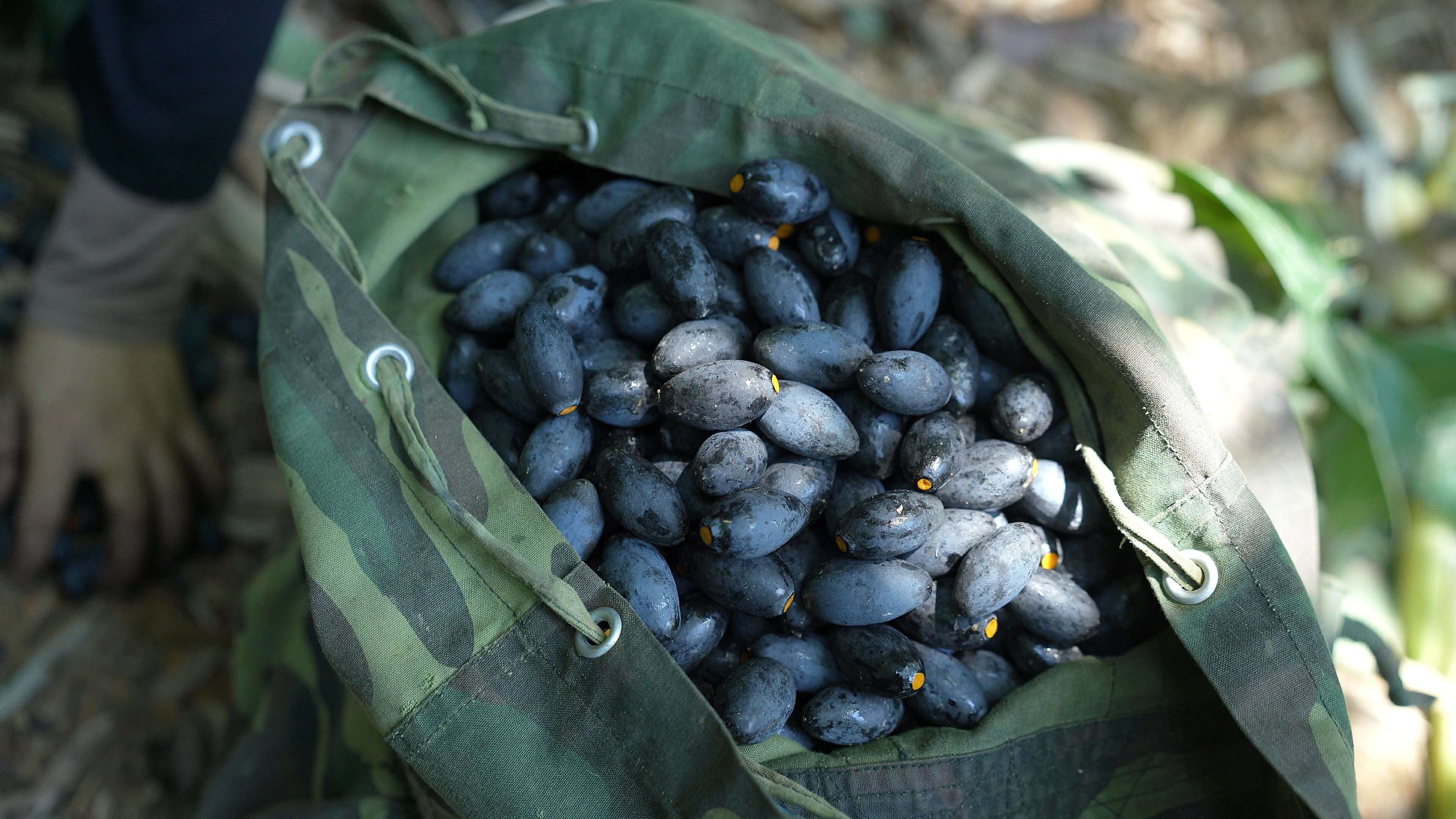 Từ nhiều năm nay, quả trám đen không chỉ được dùng làm thực phẩm giàu dinh dưỡng, vitamin và khoáng chất mà còn được coi là một vị thuốc được sử dụng trong Đông y giúp thanh nhiệt, giải độc, có tác dụng bảo vệ gan, tăng cường tiêu hoá. (Ảnh: Lê Thị Thuỷ)