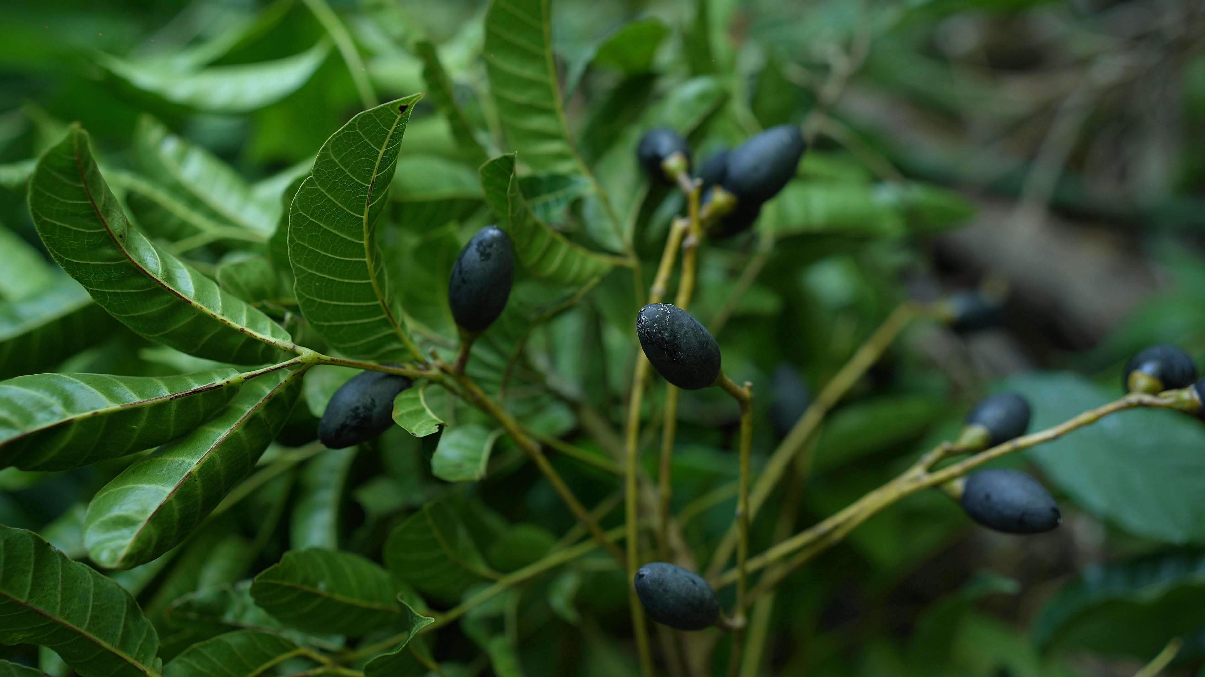 Vì vậy, từ một loại quả mọc hoang trên rừng, quả trám đen ngày càng được lùng mua với giá đắt đỏ. (Ảnh: Lê Thị Thuỷ)