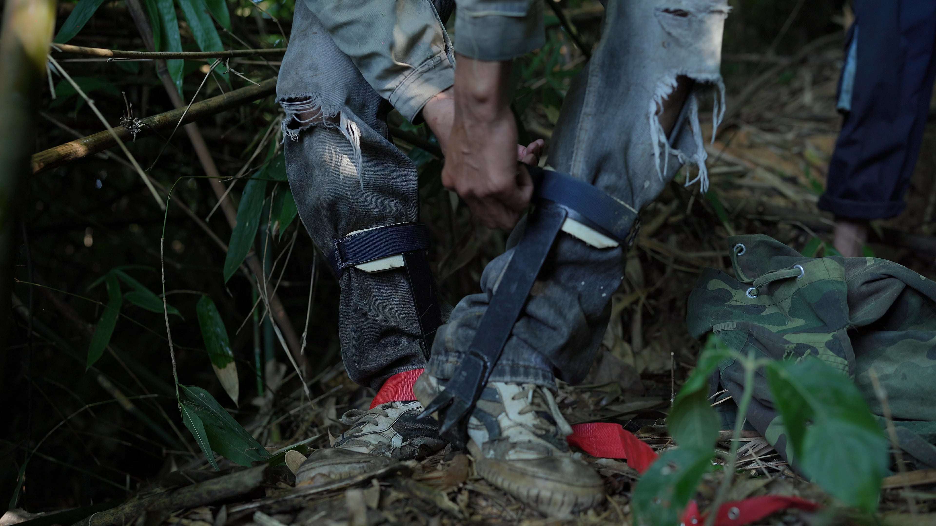 Cây trám thì cao, thân trám mọc thẳng đứng, muốn trèo lên hái quả thì người trèo phải cẩn thận dùng guốc trèo cây buộc vào hai bên chân. (Ảnh: Lê Thị Thuỷ)