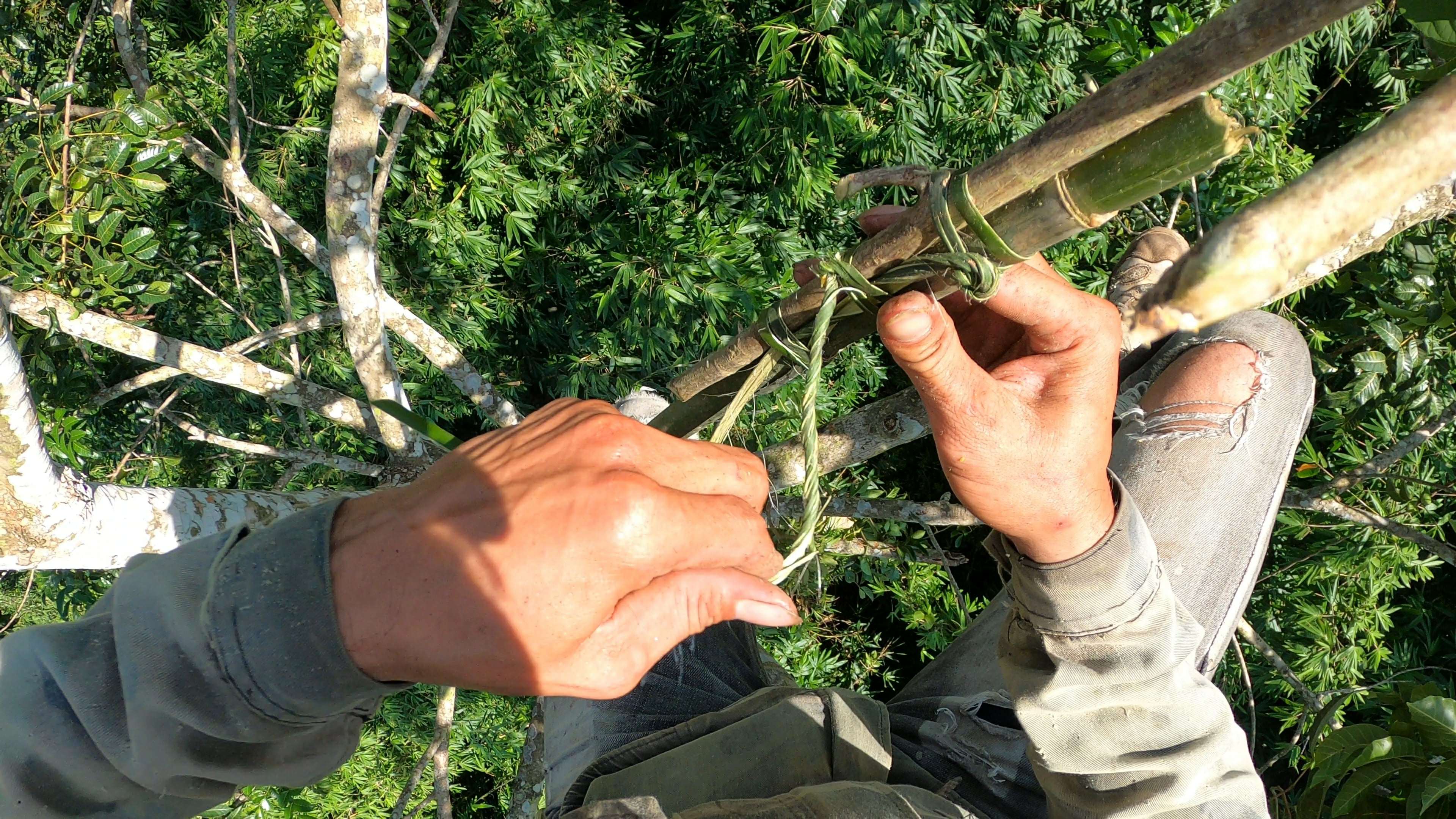 Cùng với đó còn trang bị thêm một chiếc sào bằng tre, đầu buộc một chiếc “ba chạc” dùng làm móc để hái quả. (Ảnh: Lê Thị Thuỷ)