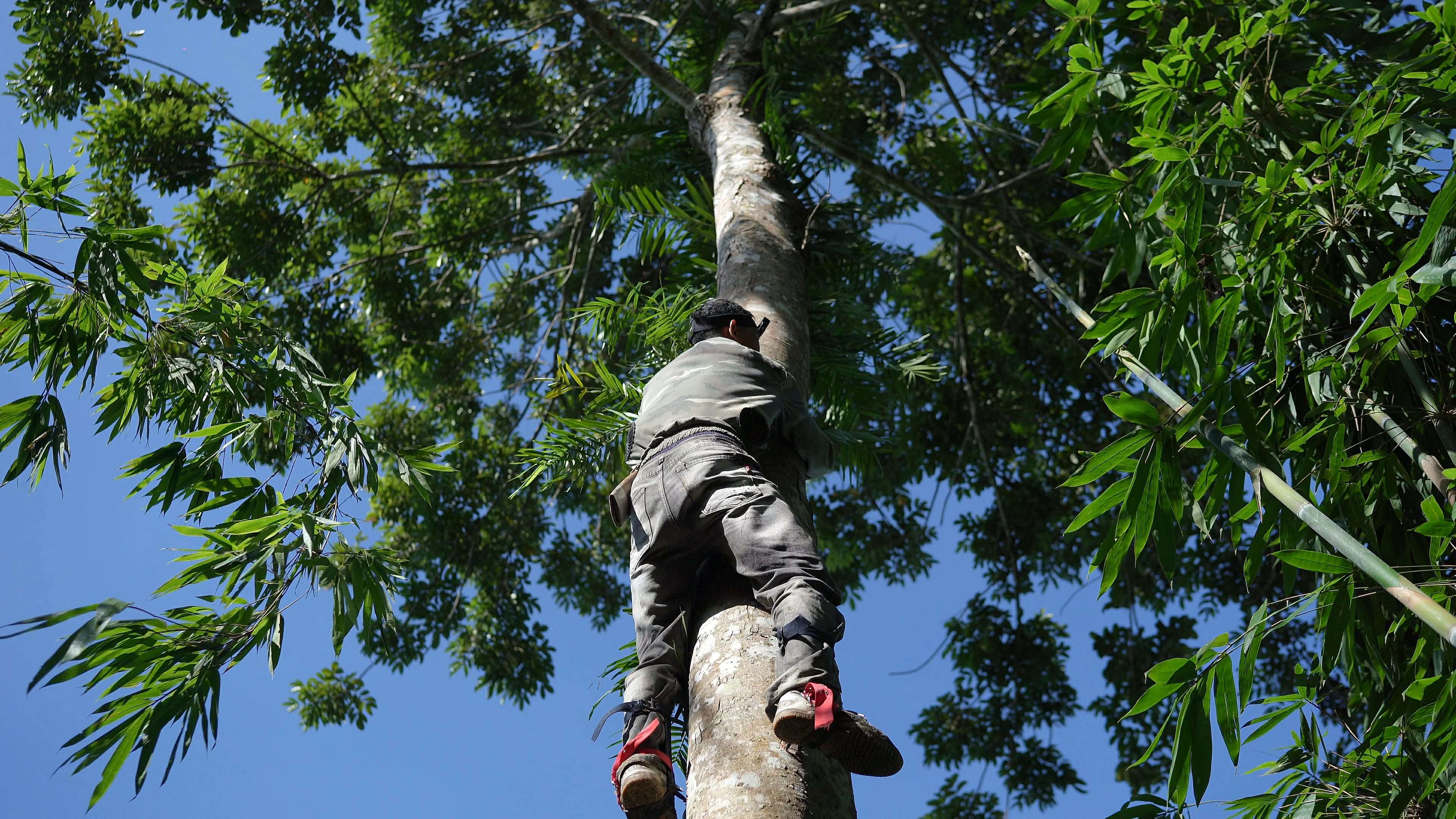 Tiếp đó, một người trèo lên cây hái quả, chị Thuỷ và bác ở bên dưới nhặt từng chùm trám sai trĩu cành, vặt quả cho vào bao. (Ảnh: Lê Thị Thuỷ)