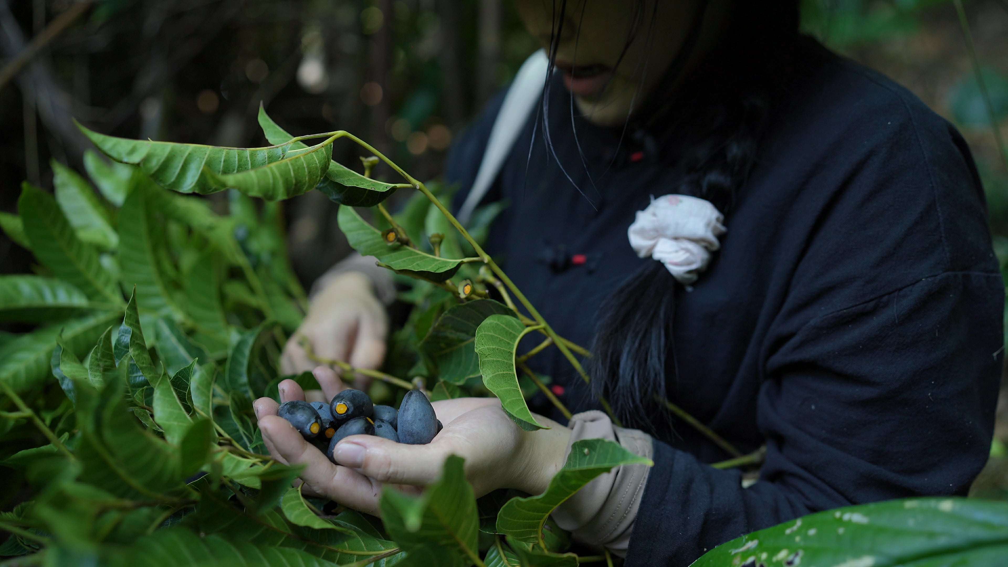 Chị Thuỷ cho biết, quả trám đen thường mọc ở các tỉnh miền núi phía Bắc, được sử dụng làm thực phẩm, chế biến các món ăn ngon như kho thịt, cá... ăn rất bùi, thơm và béo. (Ảnh: Lê Thị Thuỷ)