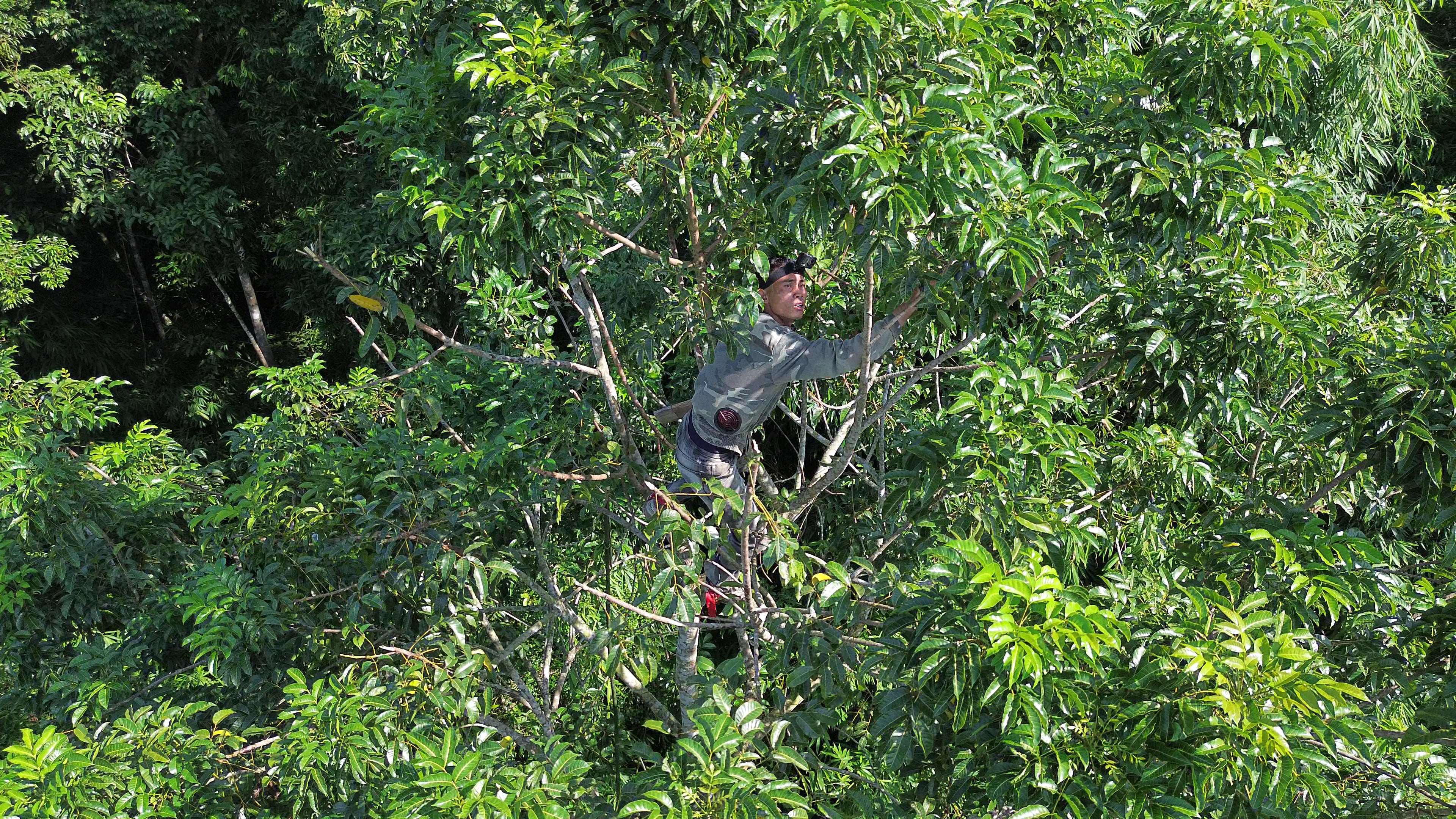 Tuy nhiên, để tìm thấy một gốc trám cổ thụ trong rừng già còn sai quả vào đúng độ chín là cực khó bởi mỗi ngày, có rất nhiều người đi rừng, tìm kiếm các loại sản vật từ rừng như chị. (Ảnh: Lê Thị Thuỷ)