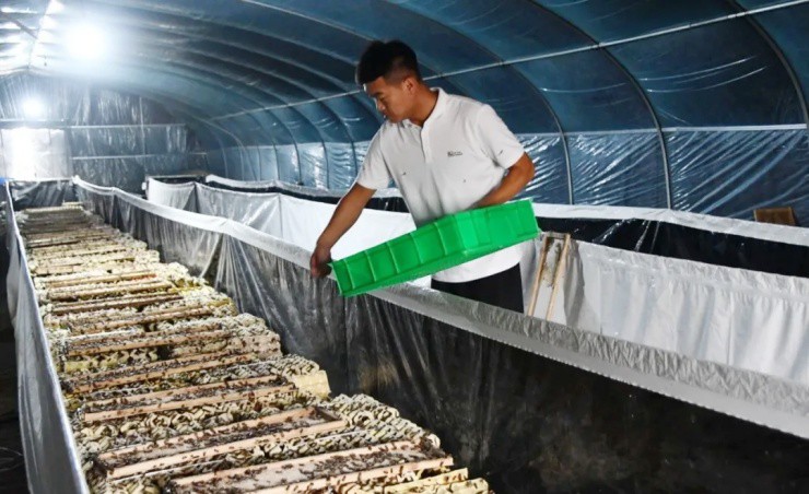 Cựu quân nhân 9X kiếm tiền tỷ nhờ nuôi “côn trùng vàng” lớn siêu tốc - 2