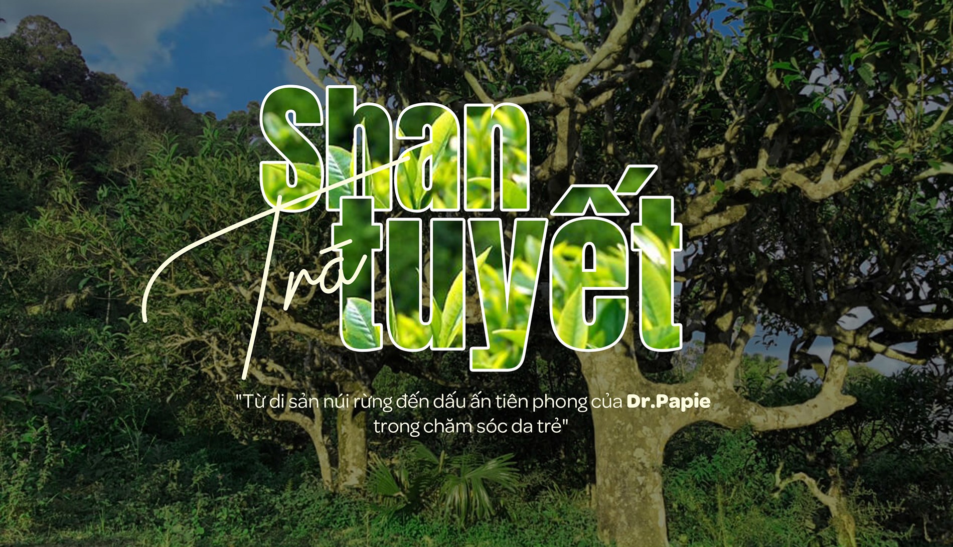 Trà Shan Tuyết – Từ di sản núi rừng đến dấu ấn tiên phong của Dr.Papie trong chăm sóc da trẻ - 1