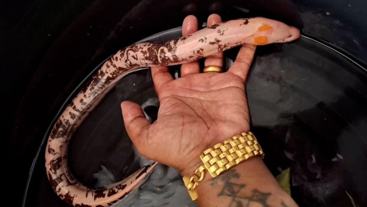 Người đàn ông quyết định mua con lươn bởi vẻ ngoài hiếm có.