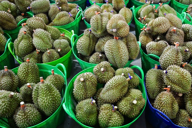 Xuất khẩu sầu riêng phục hồi mạnh giúp kim ngạch xuất khẩu ngành rau quả từ tăng trưởng âm chuyển sang tăng trưởng dương. Ảnh: Nguyễn Huế