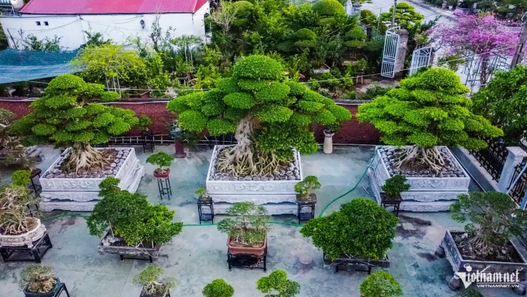 Bộ ba cây sanh cổ định giá 'triệu đô' ở Ninh Bình, chủ chờ giá cao hơn mới bán - 1