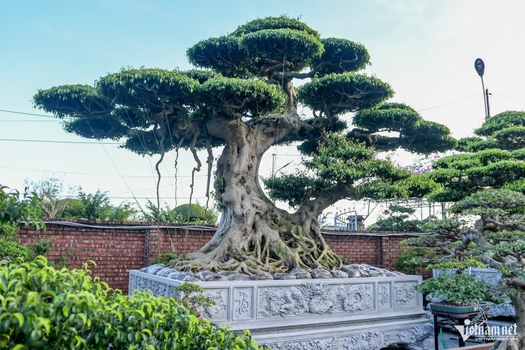 Trong bộ ba tác phẩm, cây ở giữa cao khoảng 3,5m, tán cành xòe rộng 4m, được tạo dáng long hóa.