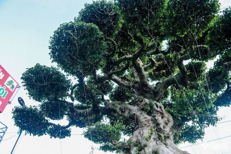 Bộ ba cây sanh cổ định giá 'triệu đô' ở Ninh Bình, chủ chờ giá cao hơn mới bán - 5