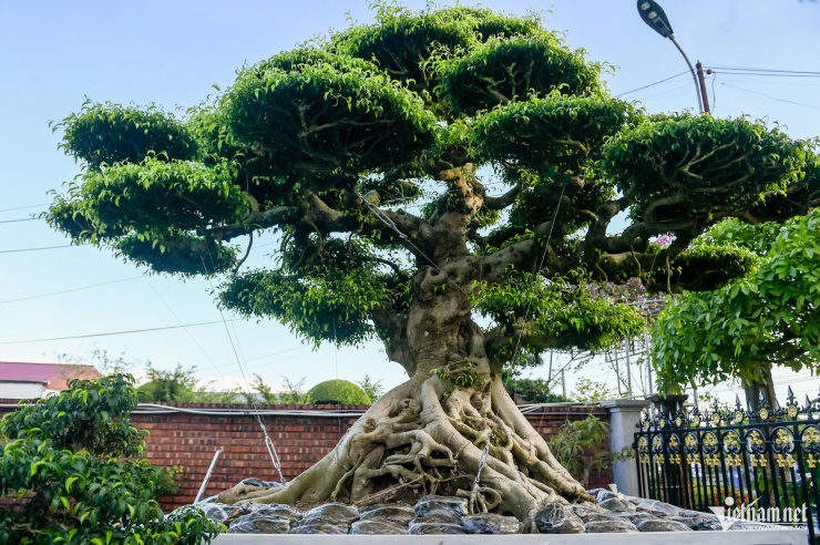 Hai cây phía ngoài cao khoảng 3,2m được tạo dáng trực hóa.