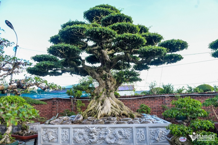 Bộ ba cây sanh cổ định giá 'triệu đô' ở Ninh Bình, chủ chờ giá cao hơn mới bán - 3