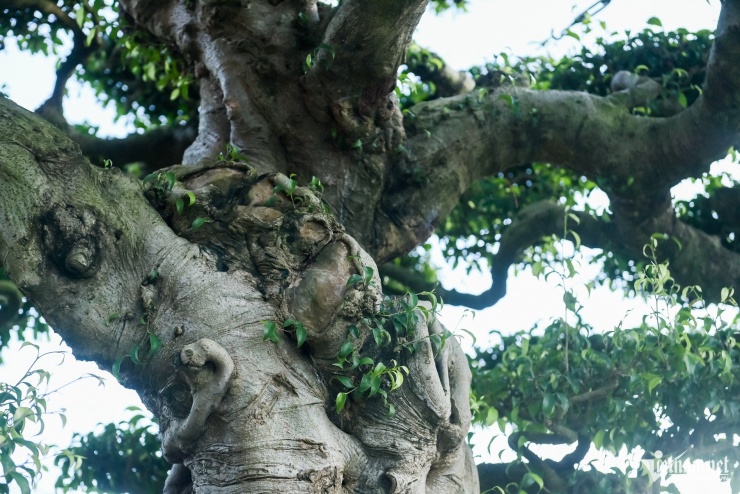 Bộ ba cây sanh cổ định giá 'triệu đô' ở Ninh Bình, chủ chờ giá cao hơn mới bán - 8