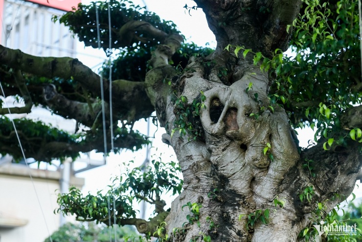 Bộ ba cây sanh cổ định giá 'triệu đô' ở Ninh Bình, chủ chờ giá cao hơn mới bán - 7