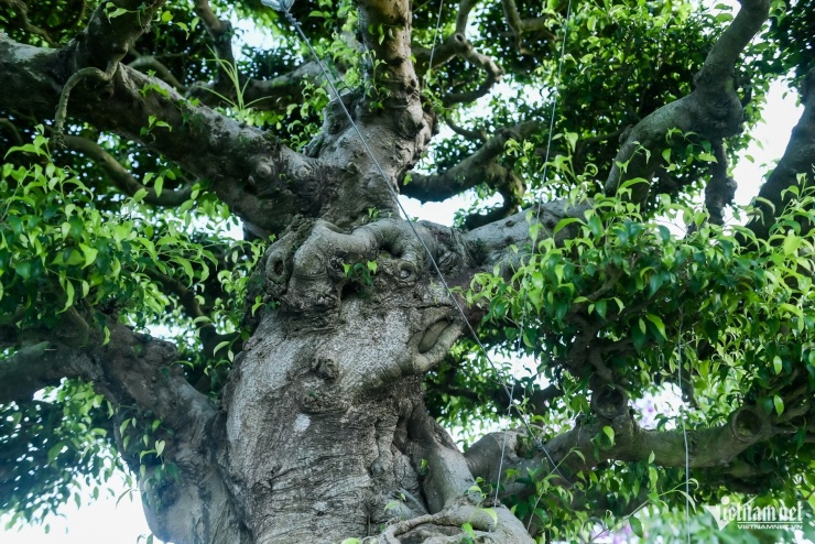 Bộ ba cây sanh cổ định giá 'triệu đô' ở Ninh Bình, chủ chờ giá cao hơn mới bán - 6