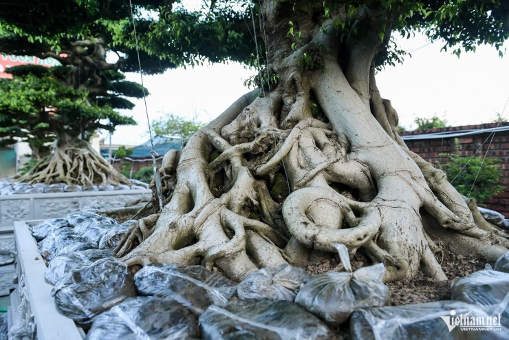 Bộ ba cây sanh cổ định giá 'triệu đô' ở Ninh Bình, chủ chờ giá cao hơn mới bán - 10