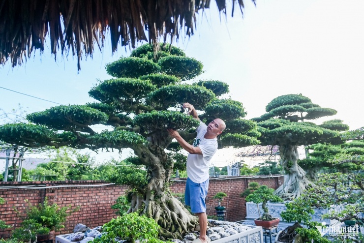 Bộ ba cây sanh cổ định giá 'triệu đô' ở Ninh Bình, chủ chờ giá cao hơn mới bán - 9