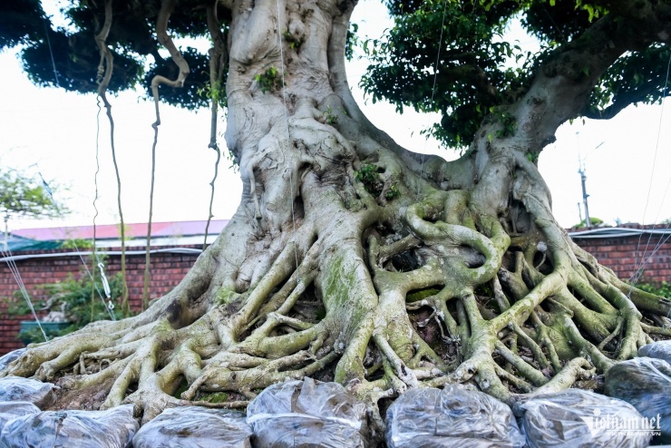 Bộ ba cây sanh cổ định giá 'triệu đô' ở Ninh Bình, chủ chờ giá cao hơn mới bán - 11