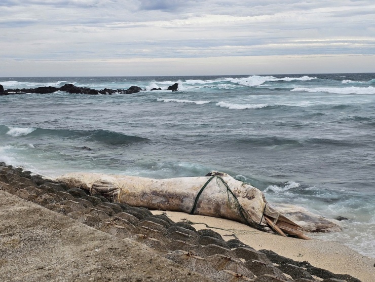 Xác cá voi trôi dạt vào bờ biển gần danh thắng Hòn Đụn (đảo Bé, đặc khu Lý Sơn).