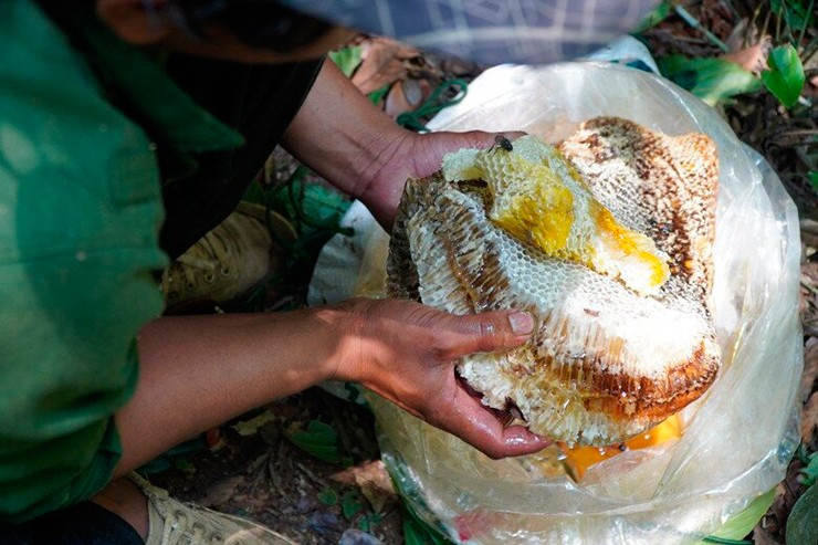 Trong kho tàng sản vật núi rừng, mật ong khoái luôn được nhắc đến như một loại đặc sản hiếm có, vừa thơm ngon vừa bổ dưỡng.
