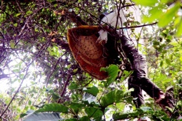 Thị trường - Tiêu dùng - Thứ vắt vẻo trên thân cây cao được ví như "vàng lỏng", có tiền cũng khó mua, giá tiền triệu