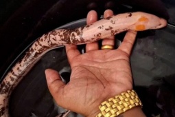 Bạn trẻ - Cuộc sống - Ngư dân bắt được lươn bạch tạng hiếm thấy ở con kênh