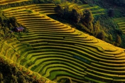 Du lịch - Xím Vàng mùa lúa chín