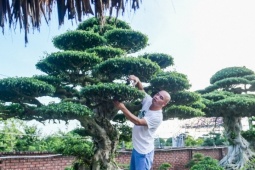 Bộ ba cây sanh cổ định giá 'triệu đô' ở Ninh Bình, chủ chờ giá cao hơn mới bán