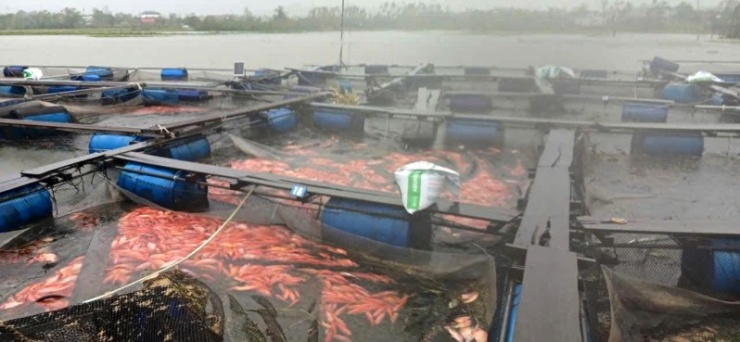 20 tấn cá lồng của một hộ dân tại xã Kỳ Hoa đã bị chết sạch do bão số 10. 