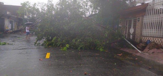 Cây cối ngã chắn ngang đường