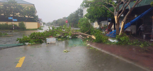 Cây cối bị bão làm gãy la liệt