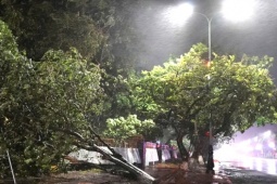 Tin tức trong ngày - Bão số 10 (Bualoi): Gió quần thảo dữ dội, cây xanh ngã đổ ở miền Trung