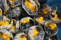 Thị trường - Tiêu dùng - Loài cua độc nhất vô nhị ở Bắc Ninh vào mùa, hơn nửa triệu đồng/kg, khó mua hơn cua biển