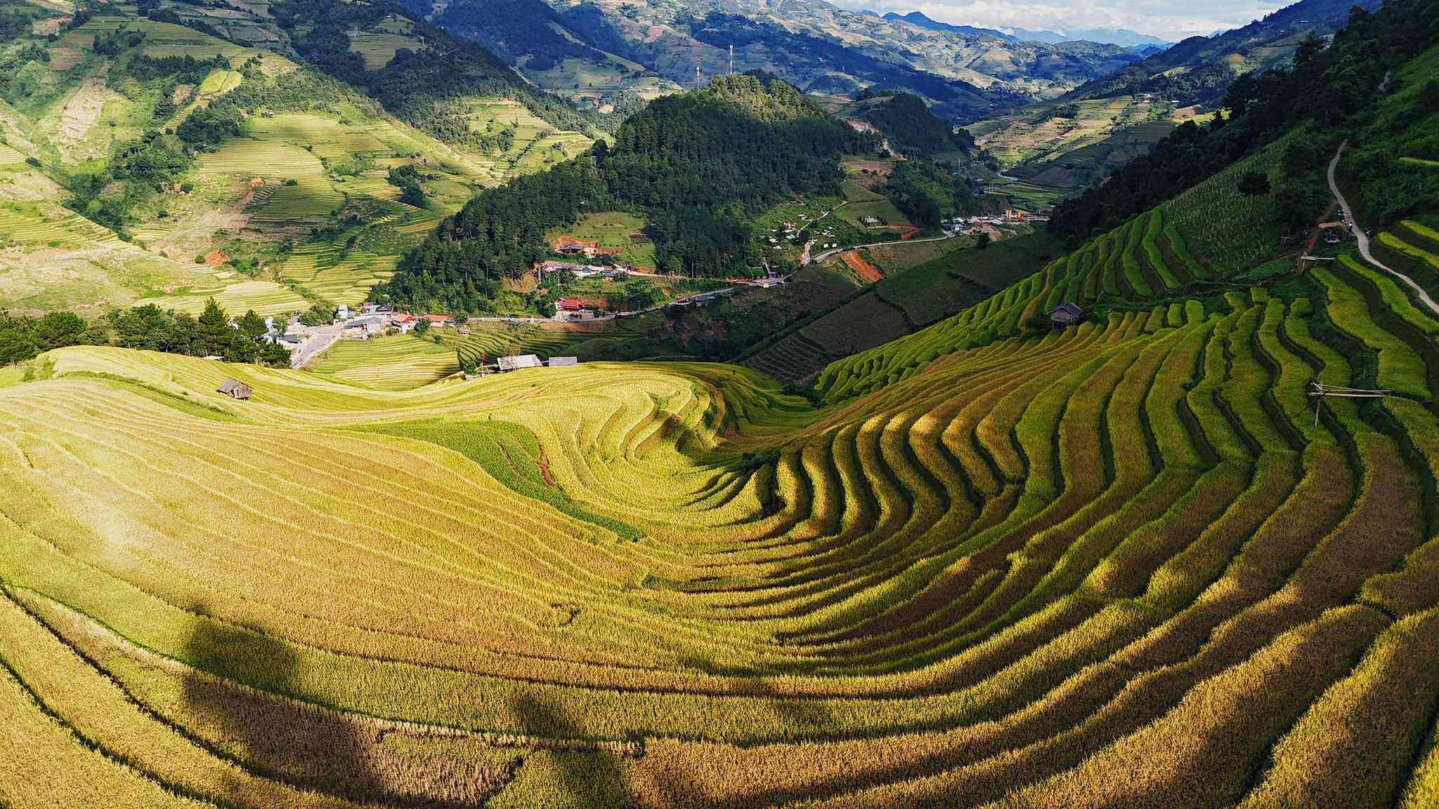 Mù Cang Chải mùa lúa chín. Ảnh: Quang Tuyên.