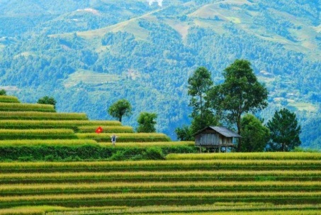 Mùa vàng Mù Cang Chải – tuyệt tác nghệ thuật giữa núi rừng Tây Bắc