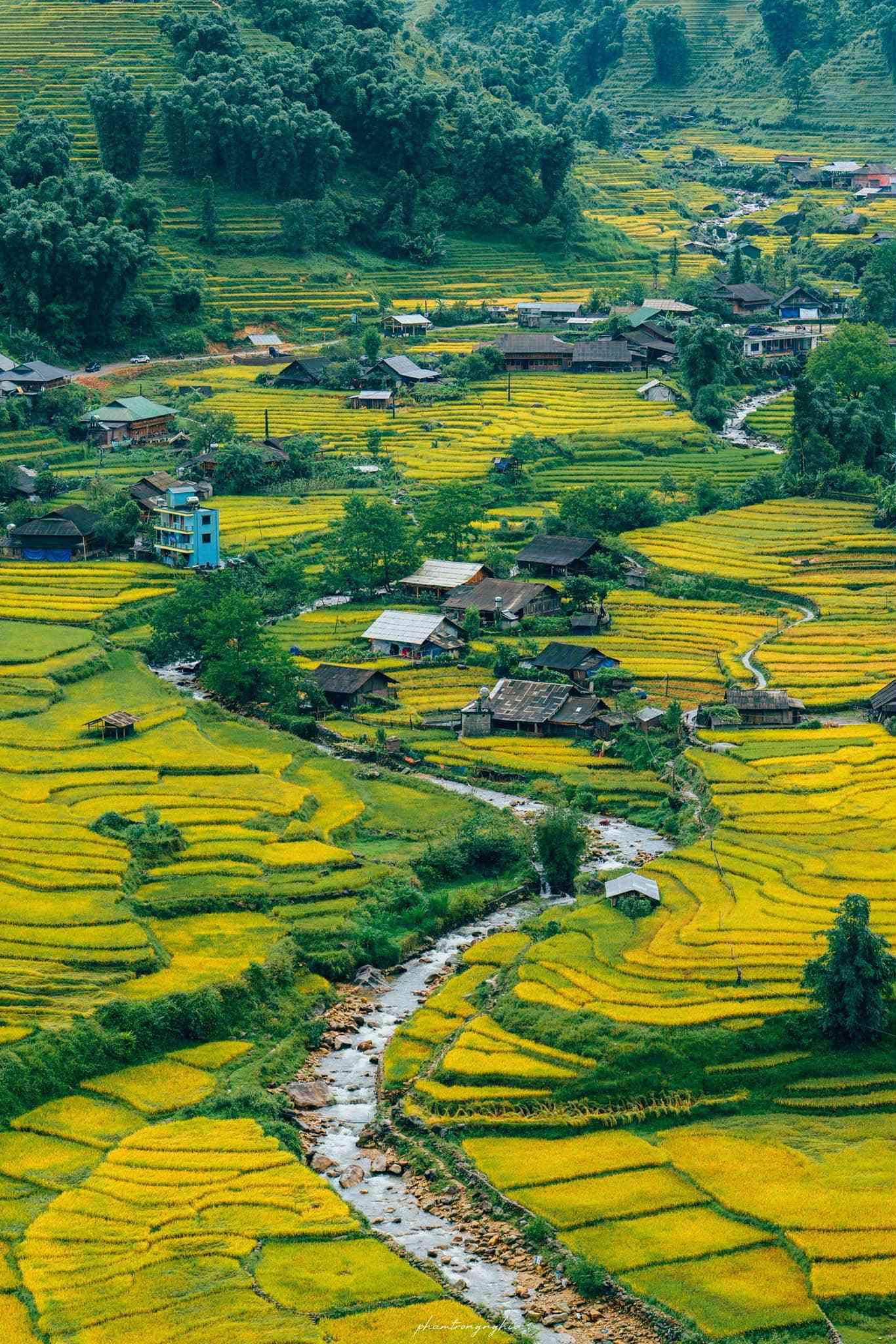 Y Tý mùa vàng. Ảnh: Phạm Trọng Nghĩa.