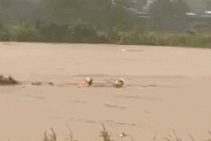 Video công an xã ở Phú Thọ bơi giữa dòng nước lũ cứu người bị cuốn trôi