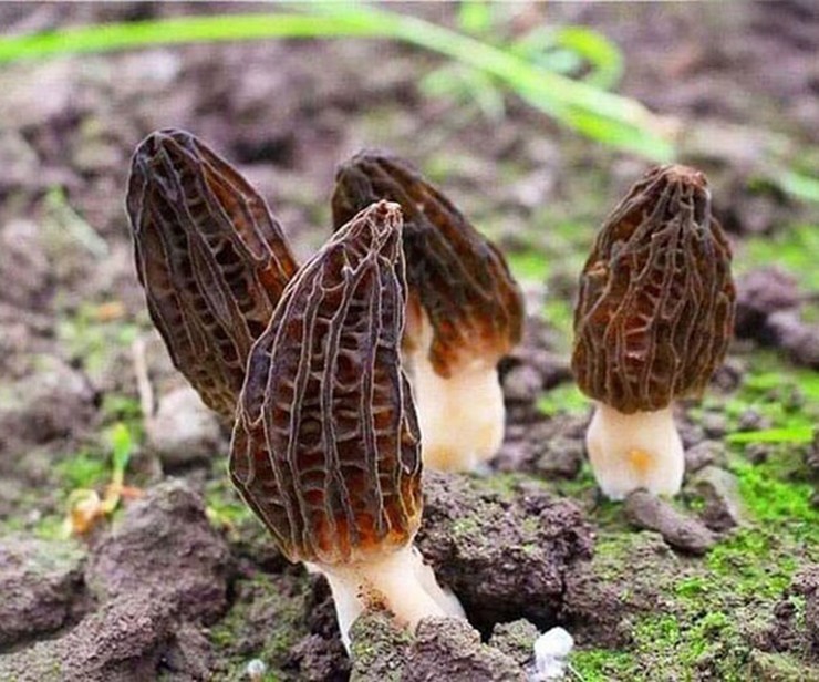 Nấm bụng dê, còn gọi là nấm Morel (tên khoa học: Morchella esculenta), từ lâu đã được mệnh danh là một trong những loại nấm quý hiếm và đắt đỏ.
