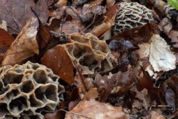 Thị trường - Tiêu dùng - Thứ mọc dại ở Việt Nam, Trung Quốc "săn lùng", quý hiếm bậc nhất thế giới